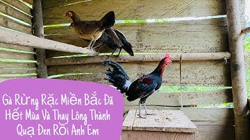 Gà Rừng Rặc Thay Lông Chờ Vào Mùa Sinh Sản mới Của Kênh Núi Rừng TV Official