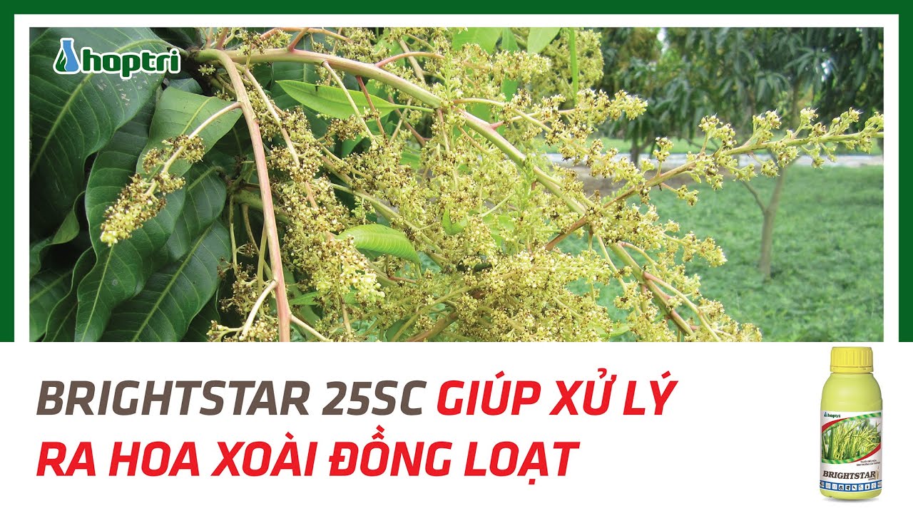 Kỹ Thuật Xử Lý Ra Hoa Xoài