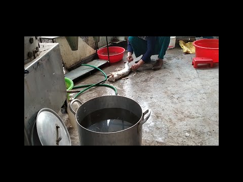 Video: 3 cách để ngăn chặn sự tồn tại của nhện