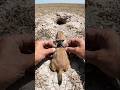 A Camera on a Prairie Dog Reveals the Hidden Burrow World