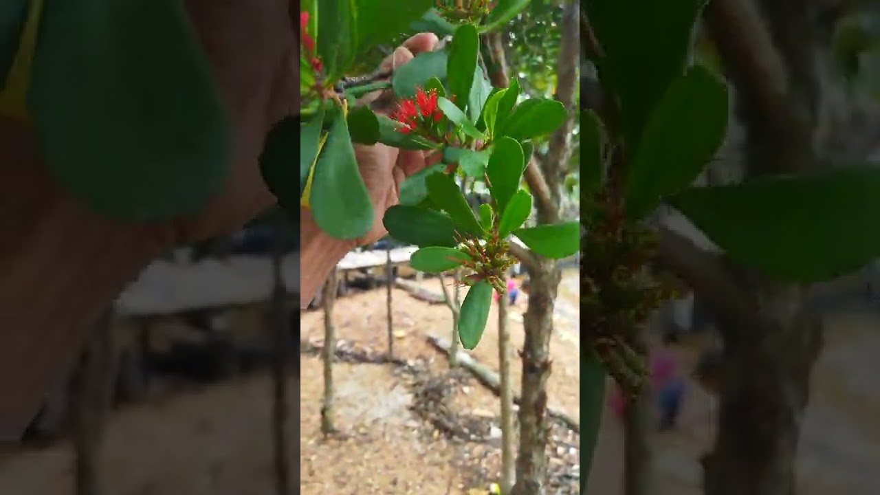 Lumnitzera Littorea Mangrove Sejati