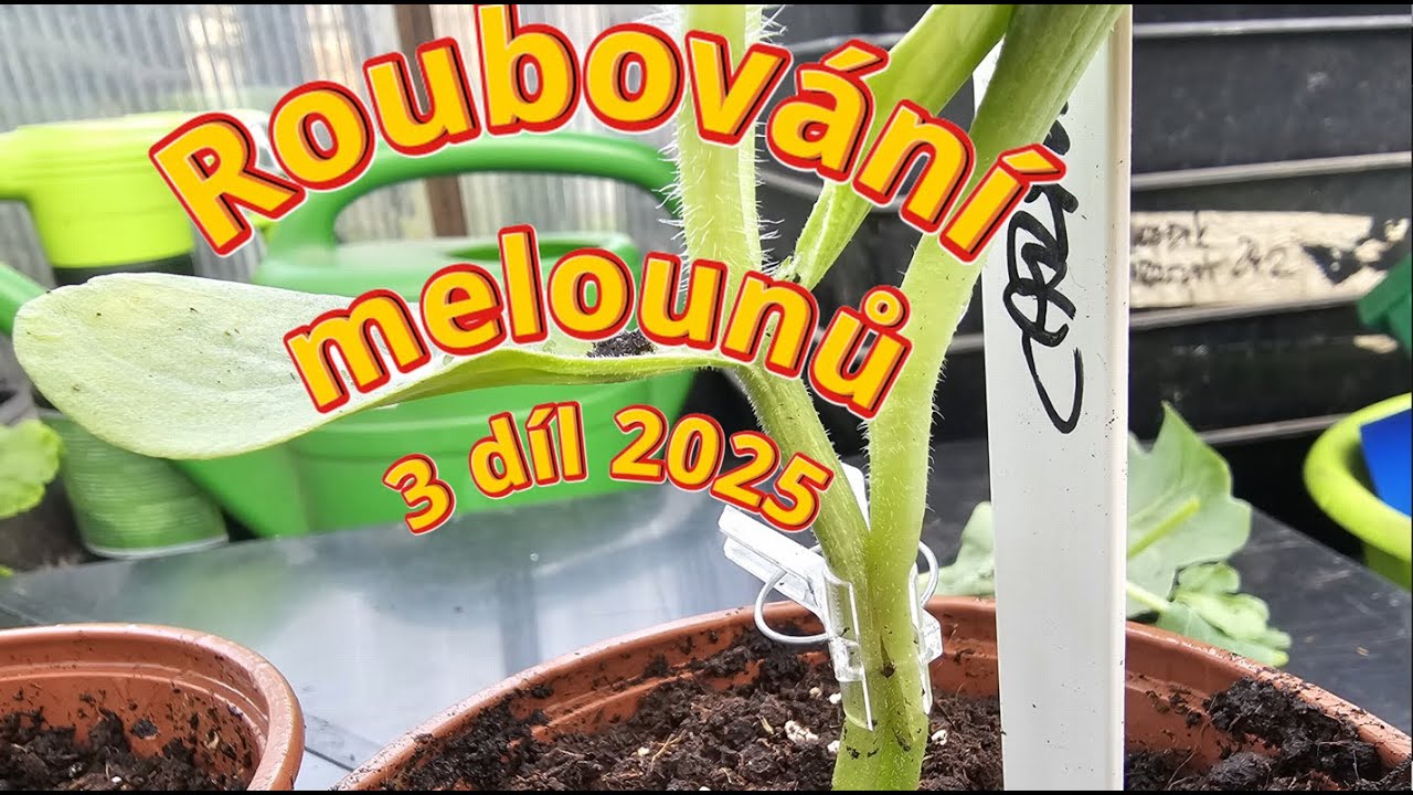 🍉 MELOUNY Roubování DÍL 3! ✂️ Jak a Kdy Přestřihnout roub? 🧪 Podmínky pro růst!