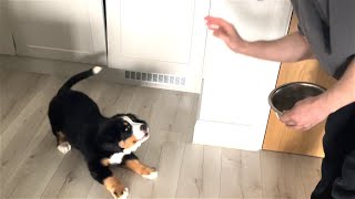 ADORABLE Bernese Mountain Dog PUPPY CAN'T WAIT for his dinner!