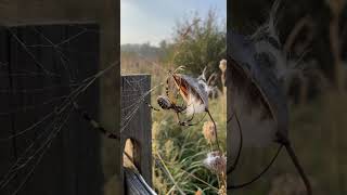 How does a spider make a web?.#video #short #viral