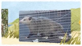 Official Pest Control Selma CA 559-248-1155 Selma Termite Spraying 93662