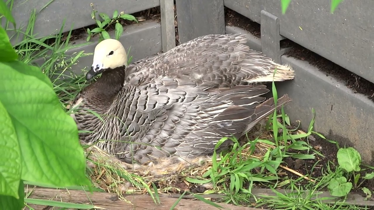 keizergans - keizerganzen - emperor - goose - geese