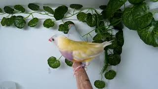 Silver and Yellow Gouldian Pair Net Worth