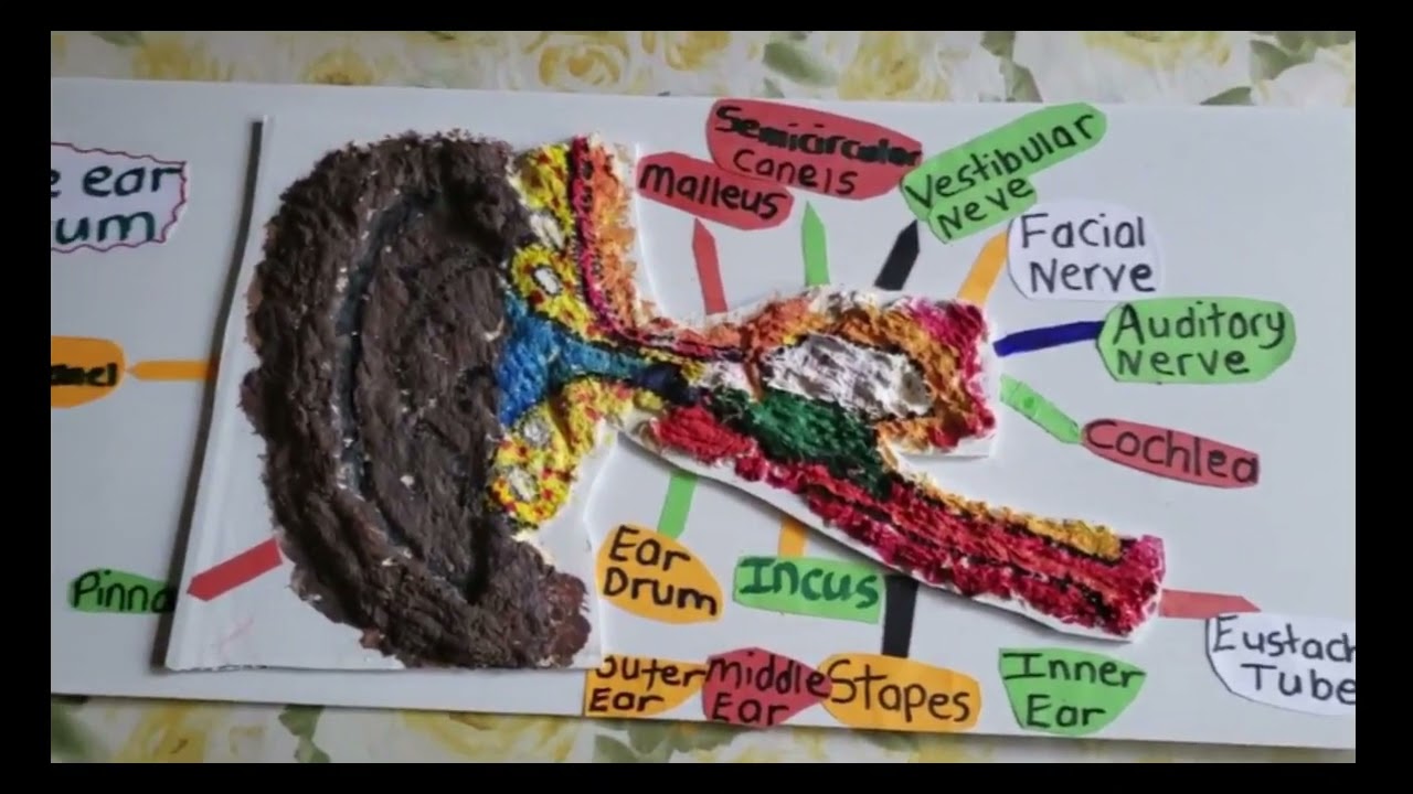 3D Design of the Ear Drum