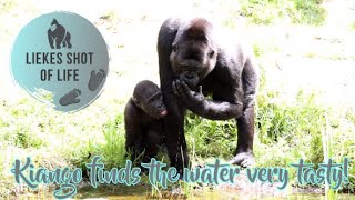 GORILLA KIANGO STAYS HYDRATED THIS SUMMER! by Liekes Shot Of Life 1,741 views 7 months ago 2 minutes, 12 seconds