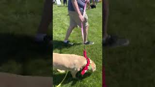 Video Of Adoptable Pet Named Daisy Marie - Available