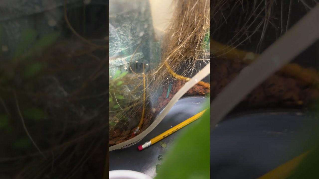 Aqua aquaponics self sustain  system 