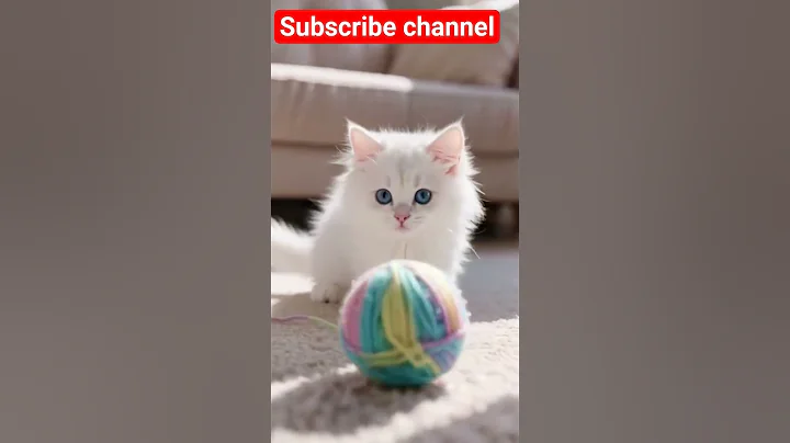 Watch the video about Cute and Funny Cat Compilation | Adorable White Cat with Blue Eyes