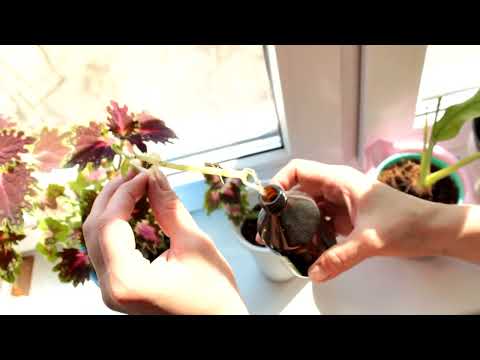 Видео: Растения Coleus: Съвети за грижа за Coleus