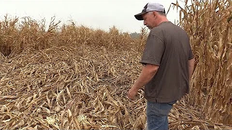 Corn Rootworm Pressure Felt in Eastern Iowa | 2021 Corn Harvest