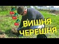 Как правильно посадить вишню и черешню весной. Все секреты.