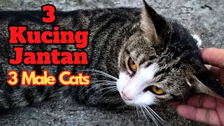 This is what happened to a gray male cat when he met two other male cats by SabeTian Animals 239 views 10 days ago 8 minutes, 10 seconds