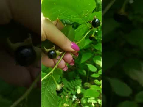 Video: Kur aug atropa belladonna?