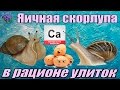 Кальций для улиток ахатин (аchatina). Обычная яичная скорлупа. Как приготовить и кормить