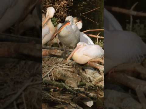 Pelican Sounds |