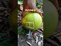 Amazing Giant fruit ASMR 🍈🍈