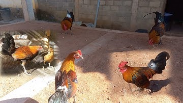 Saib qaib diab qaib qu ua si nawb co phooj ywg 15/12/2025