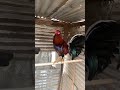 មាន់ពូជ #rooster  #shorts