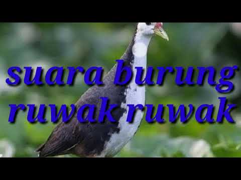 Suara Burung Ruak-ruak Mantap