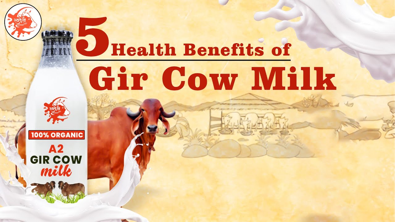 5 Health Benefits of Gir Cow Milk Gir cow Farm in India Dairy Farming SwadeshiVIP