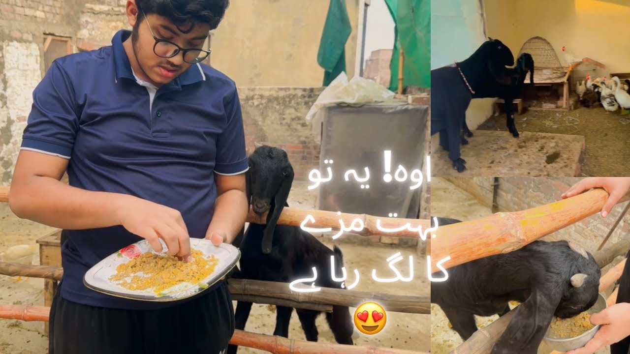 Bakrion k liye  winter me best diet ||Winter Care of Goats 