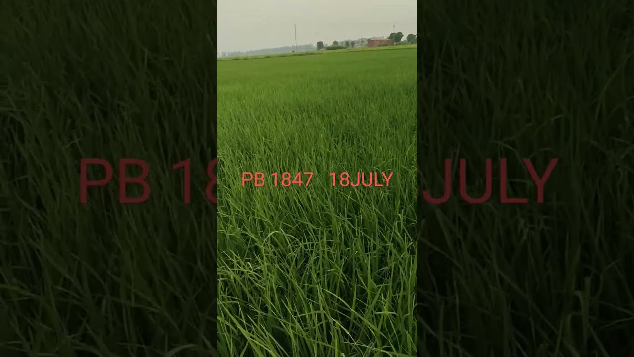 PB 1847 TRANPLANT 18JULY