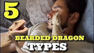 5 Different Bearded Dragon Types!