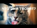 Когда не хочется вставать на работу | Прикол у зеркала |Приколы с котами и кошками 2019 /Planet Time