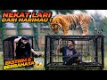 BIKIN SPORT JANTUNG ! ALSHAD MELAKUKAN AKSI INI KE HARIMAU DI MINI TIGERCAGE !!