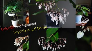 베고니아 엔젤댄스天女の舞 Begonia .Angel Dance Tennyo-No-Mai