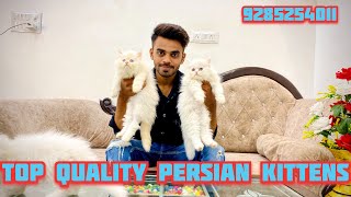 High Quality Persian Cats At The Cat House  #cat #catsofyoutube by The Cat house  2,734 views 3 months ago 4 minutes, 17 seconds
