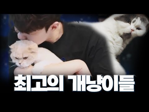아마 인방 역사상 최고의 개냥이들 쮸와 레오 (+직촬영상 있음)