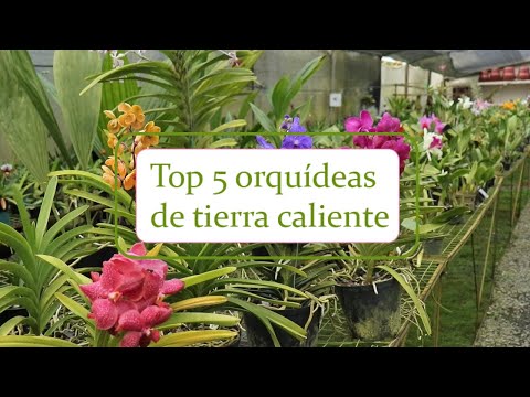 Video: Orquídeas del bosque: nombres, fotos