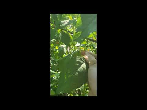 Impatiens capensis Exploding Fruit!