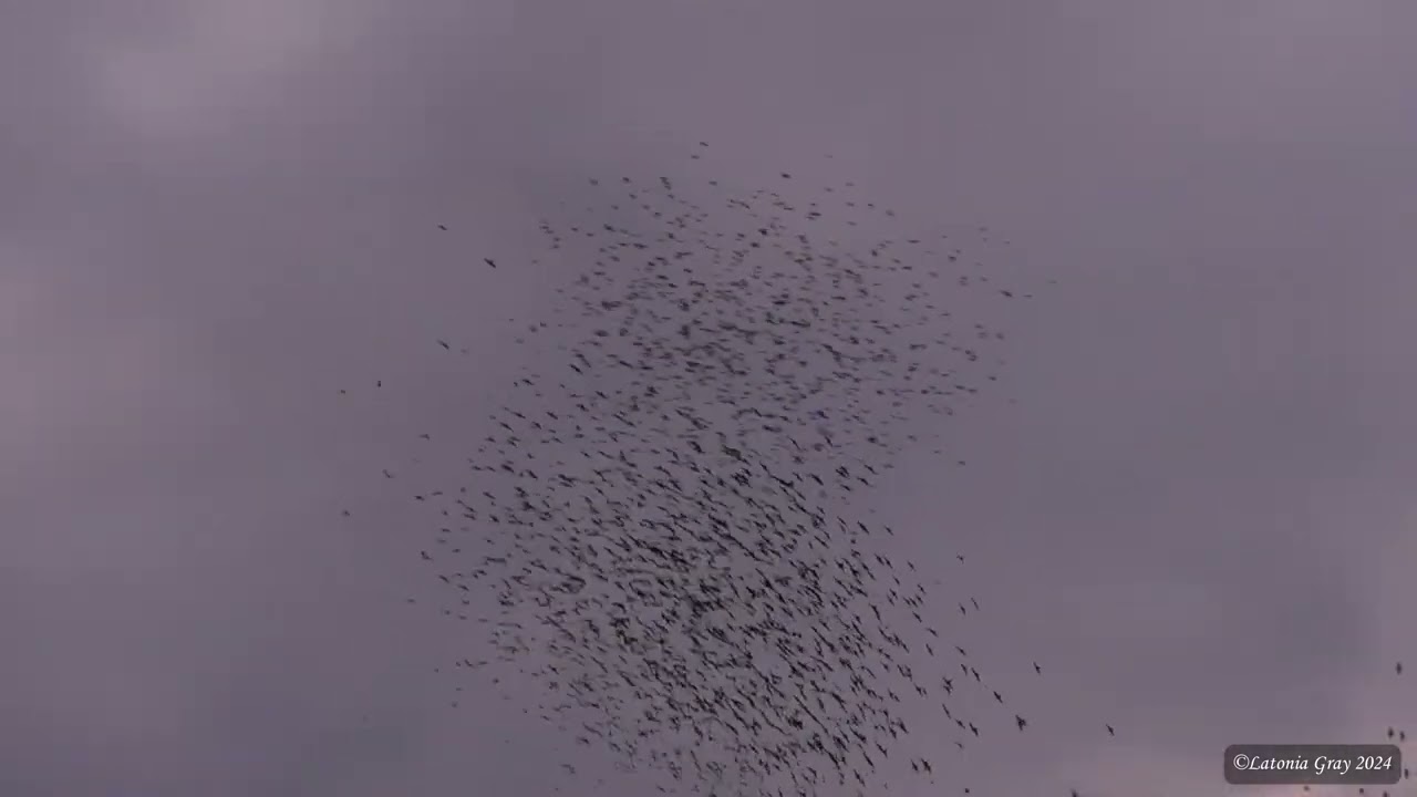 Rosy bee-eaters flying in formation 07-24-24
