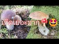 🙏🤩🍄กริ็ดป่าแตกกับสองสาวเห็ดเต็ม​ไปหมด​มีแต่ดอกสวย13/08/2021#