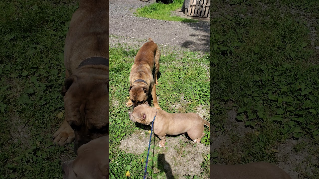 Animalville  Breeders kennel headquarters in Chicago for American Bully