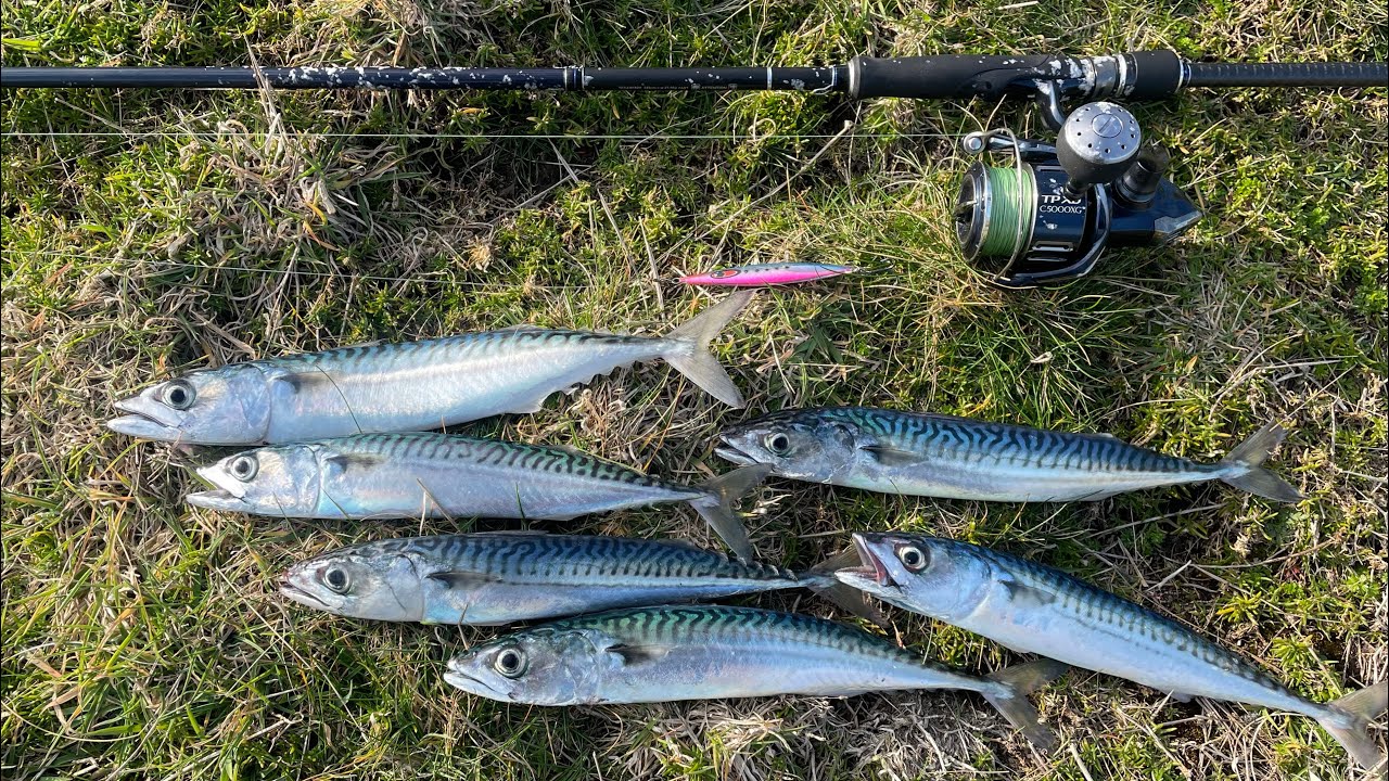 MACKEREL FISHING WITH LURES | A MEAL FIT FOR A KING | CATCH & COOK