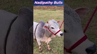 Nadipathy bulls #dream #pets #yt #cow #cute #car #ride #travel #youtube #mini