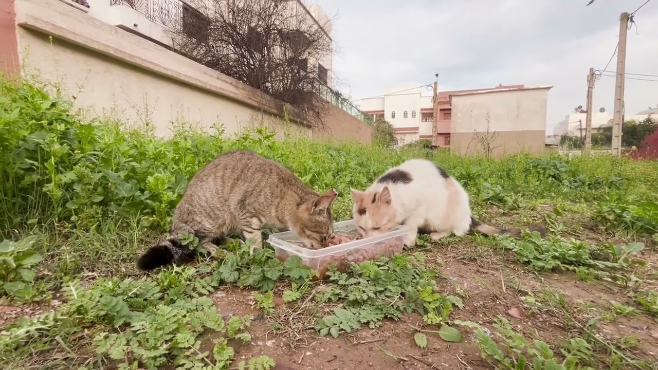 Feeding Two Cute Stray Cats