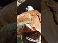 #birdshow #trainingbird #brahminykite #enjoylife #relaxtime