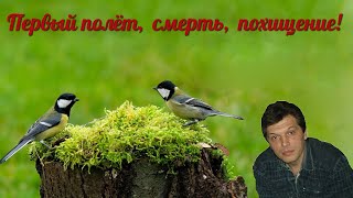 Первый полёт! Смерть! Похищение!