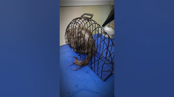 Good job pretty #cat #cute #kitten #funny #catlover #kitty