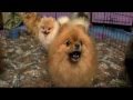 Dogs 101: Pomeranian