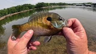 HUGE Bluegill Catches At Harrison Bay State Park In Tennessee