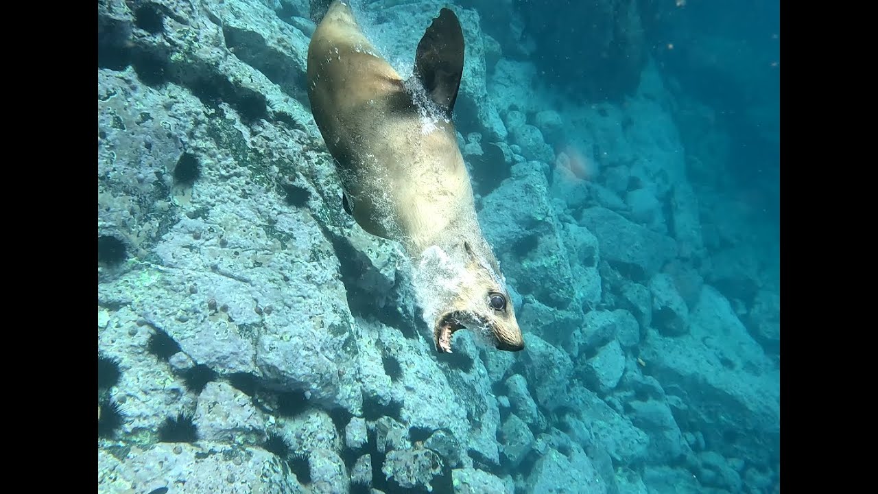 This seal wanted to bite me!! - Montague Island dive